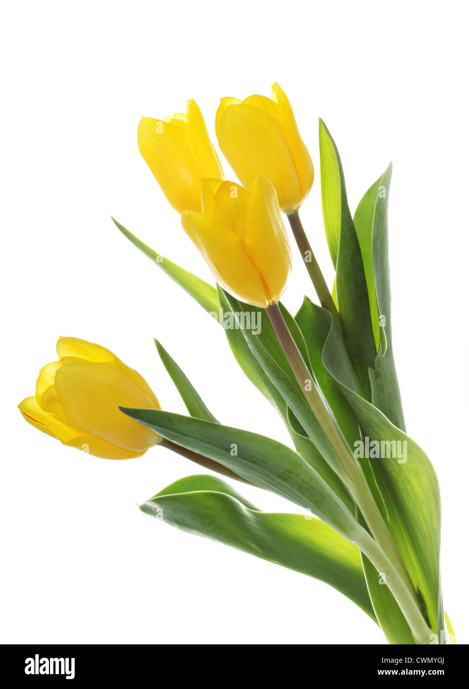 Yellow tulips isolated on white background Stock Photo - Alamy