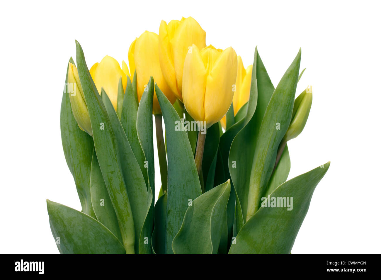 Yellow tulips isolated on white background Stock Photo - Alamy