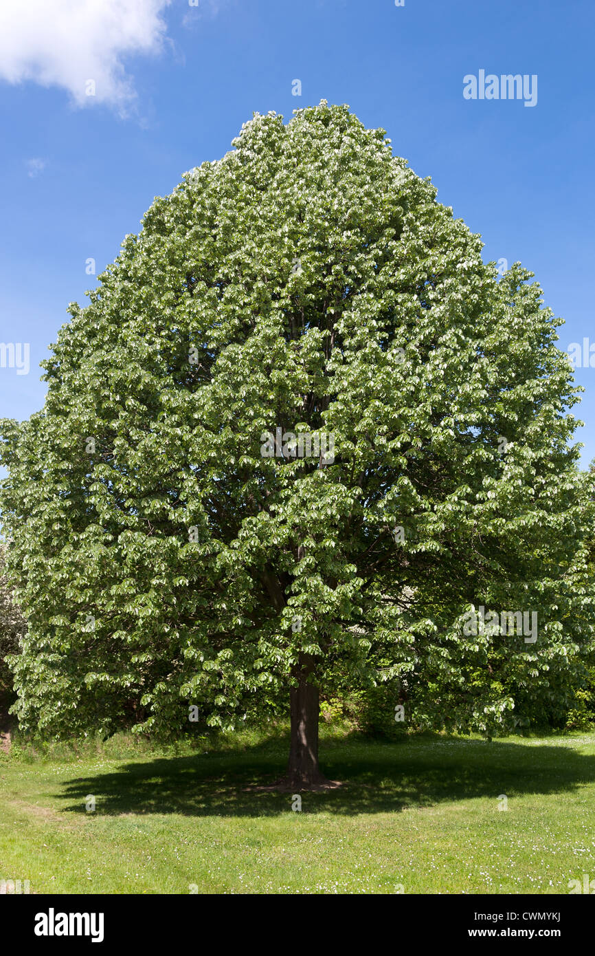 Linden Tree Garden High Resolution Stock Photography and Images Alamy