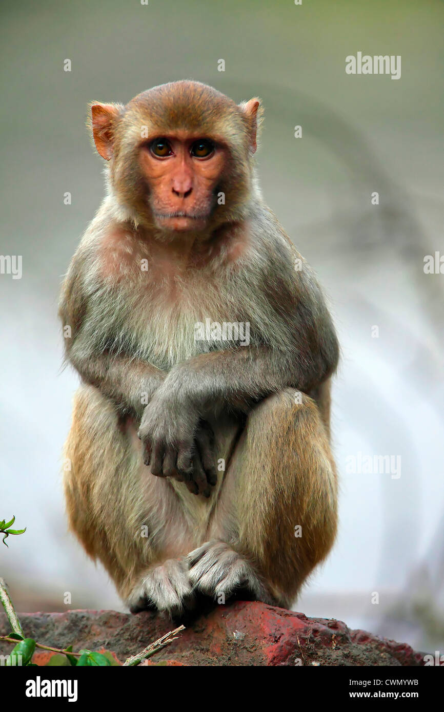 Baby Monkey Looking At Camera Stock Photo Alamy Baby Monkey Looking At Camera Stock Photo Alamy