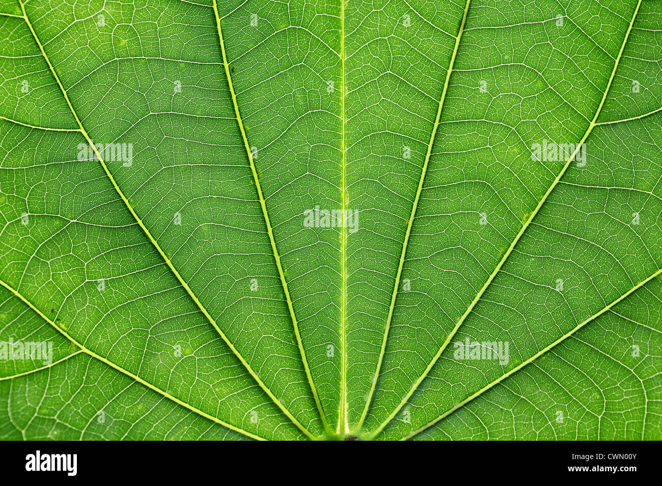 Green leaf vein details for background Stock Photo - Alamy