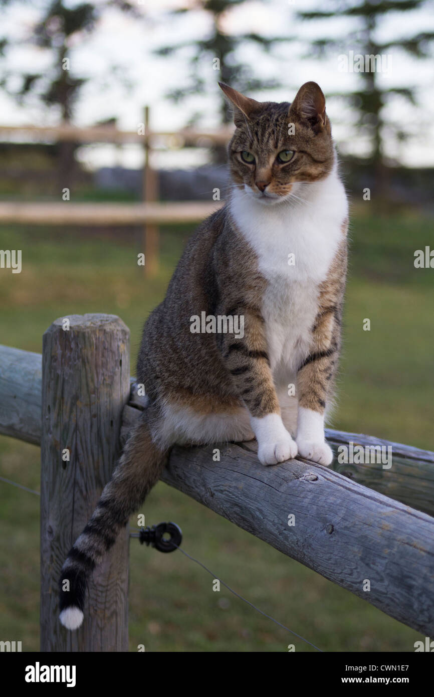 Cat, sitting on a fence Stock Photo - Alamy