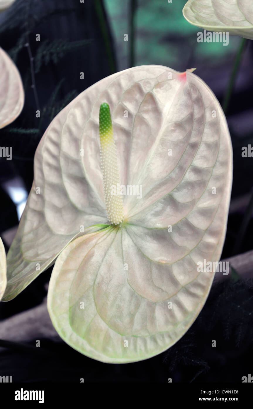 anthurium crista white flowers spadix spathe closeup selective focus plant portraits exotic tropical Stock Photo