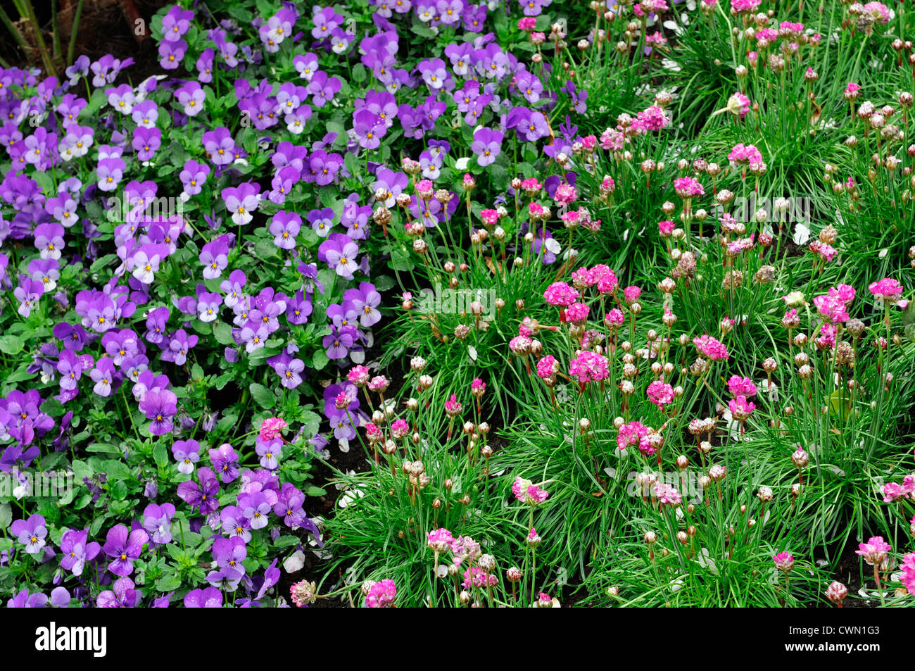 armeria maritima alba white purple violet viola spring flower floral display mass massed planting scheme mix mixed combination Stock Photo