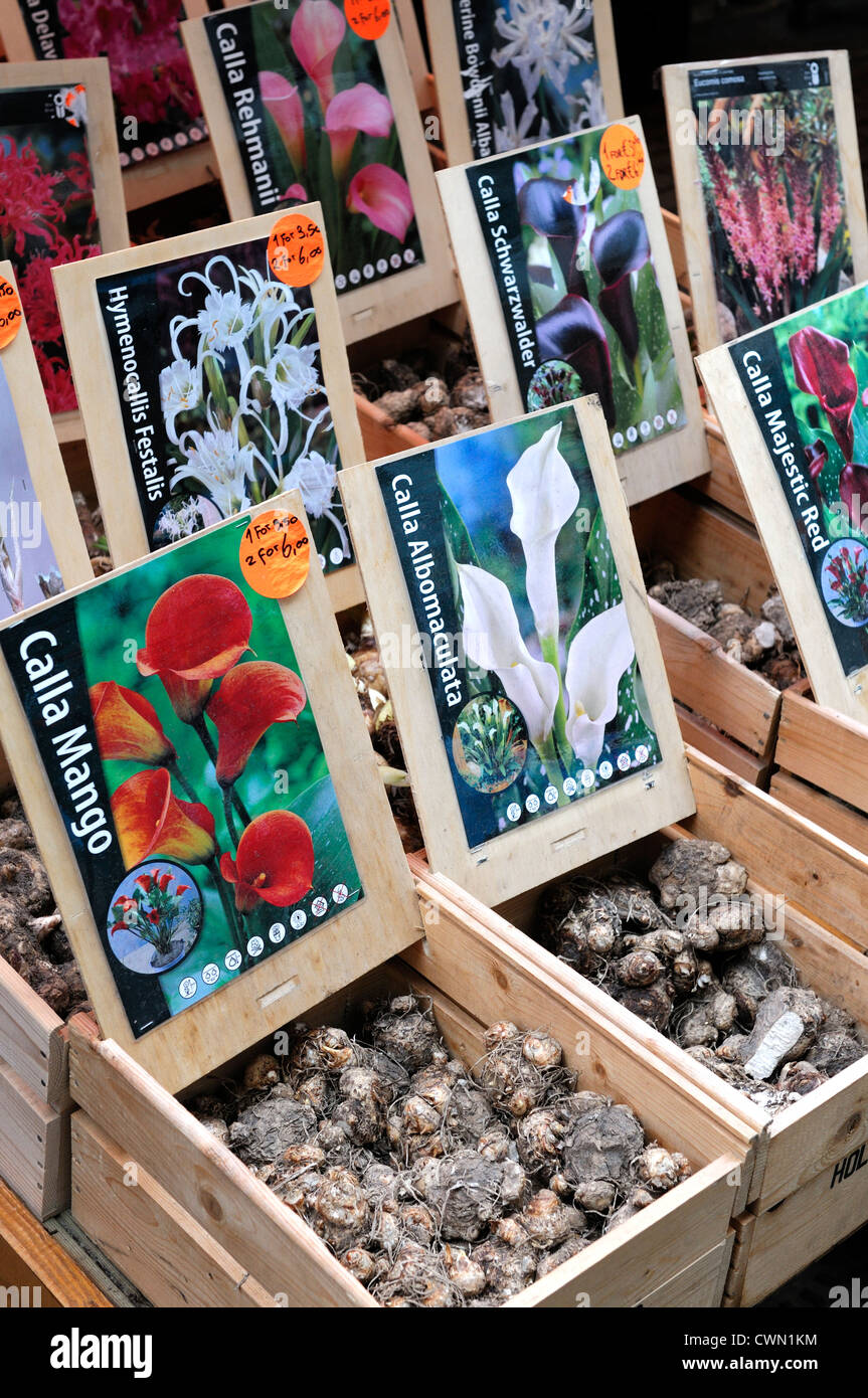 calla bulbs tubers on sale flower market amsterdam holland Stock Photo