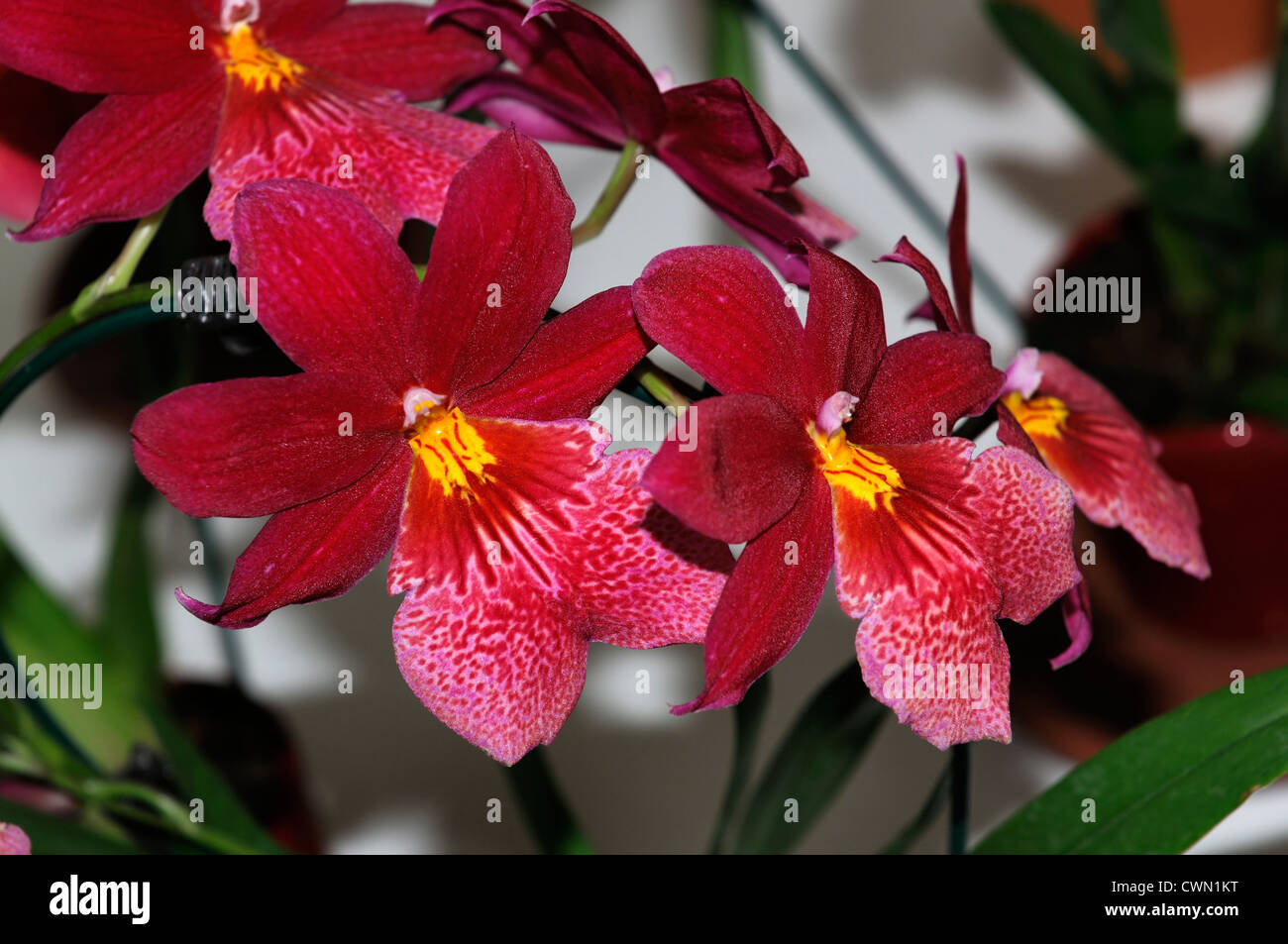 burrageara nelly isler exotic orchids closeup pink red markings speckled flowers petals plant portraits selective focus Stock Photo