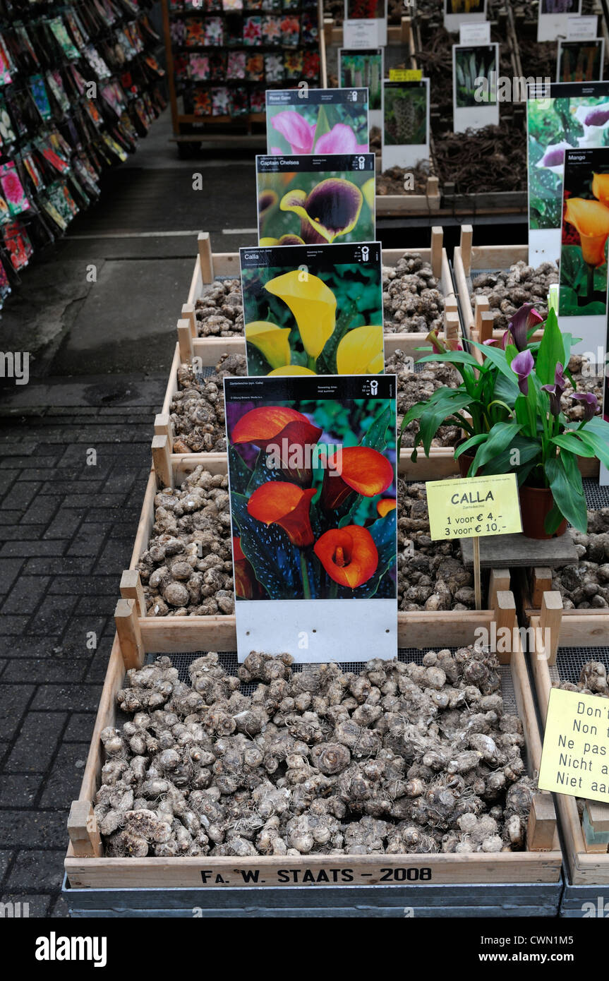 calla bulbs tubers on sale flower market amsterdam holland Stock Photo