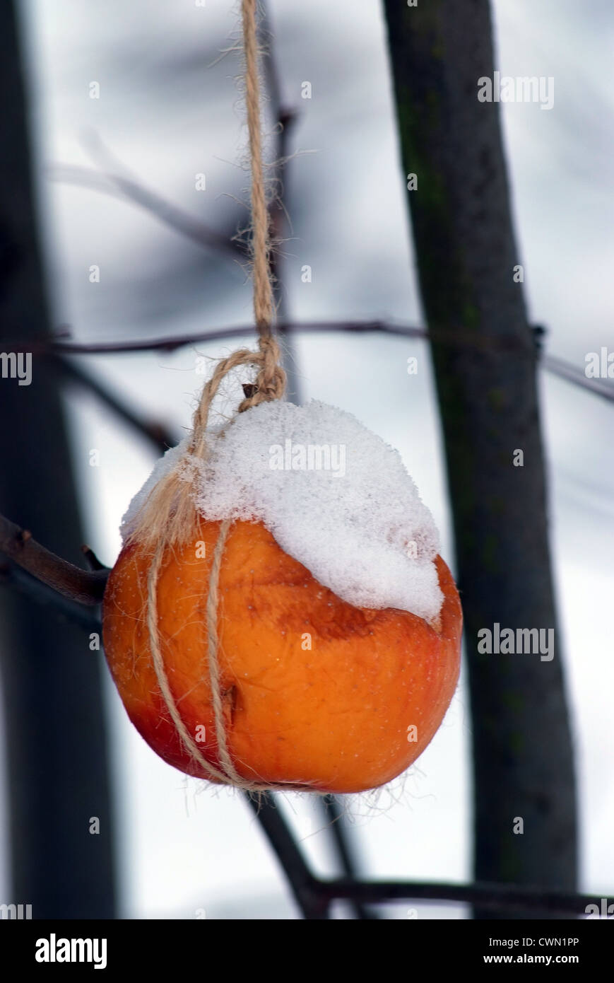 Food for Birds in Winter Stock Photo Alamy