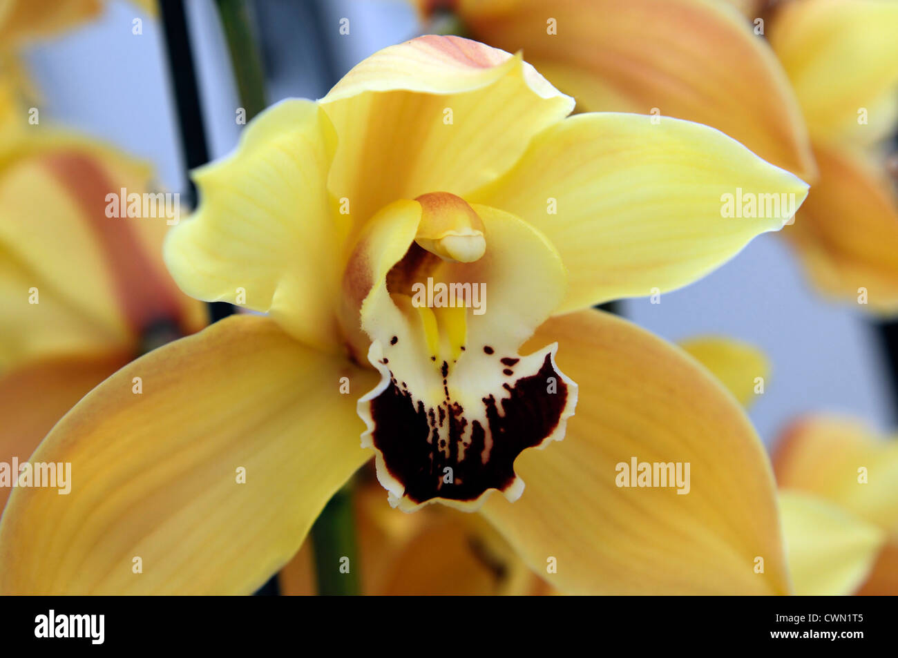 cymbidium cooksbridge yellow orchid hybrid tropical exotic close-up flora flower bloom blossom tender Color colour Closeup close Stock Photo
