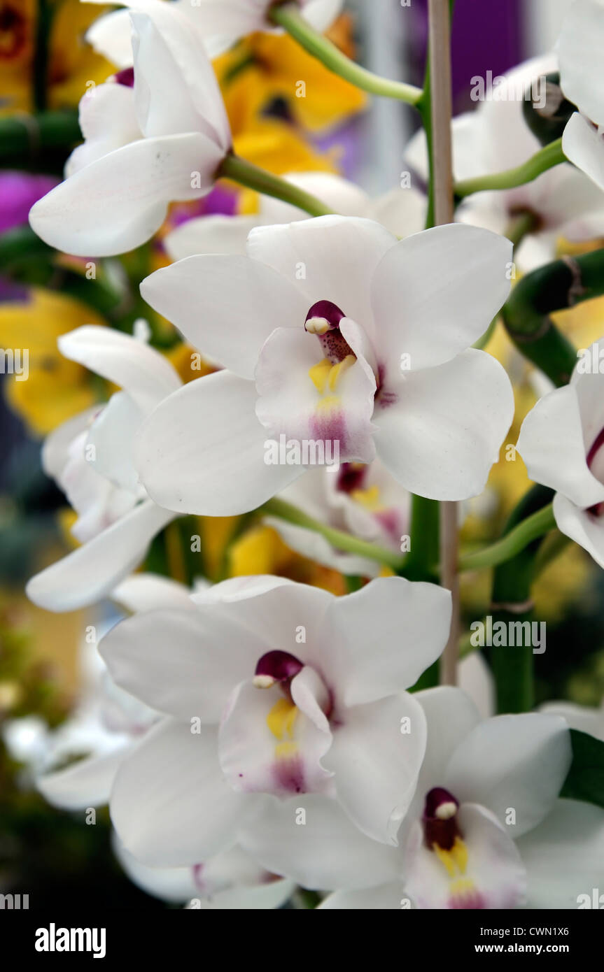 cymbidium orchid white hybrid tropical exotic close-up flora flower bloom blossom tender Color colour Closeup close Stock Photo
