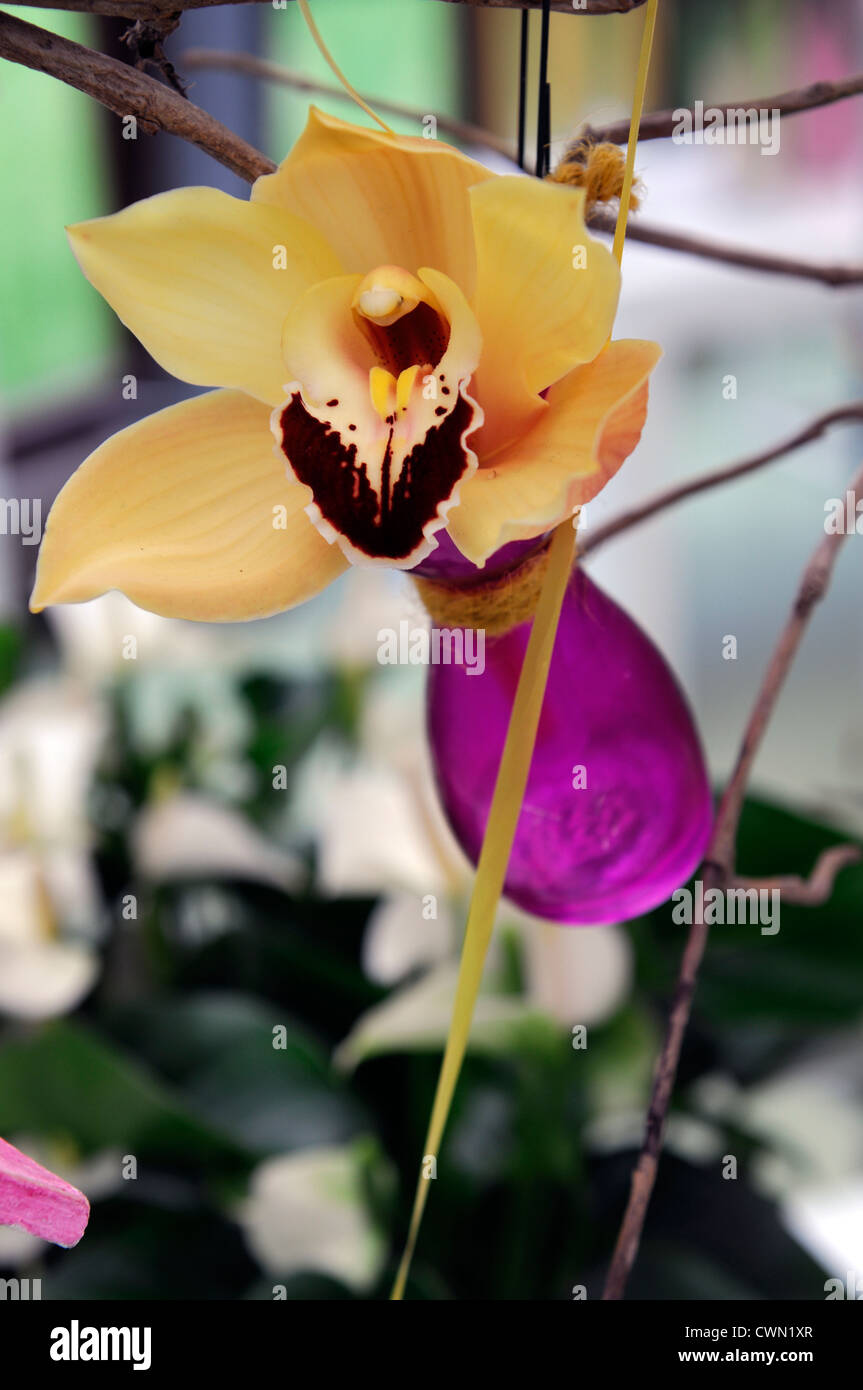 cymbidium orchid peach orange hybrid tropical exotic close-up flora flower bloom blossom tender Color colour Closeup close Stock Photo