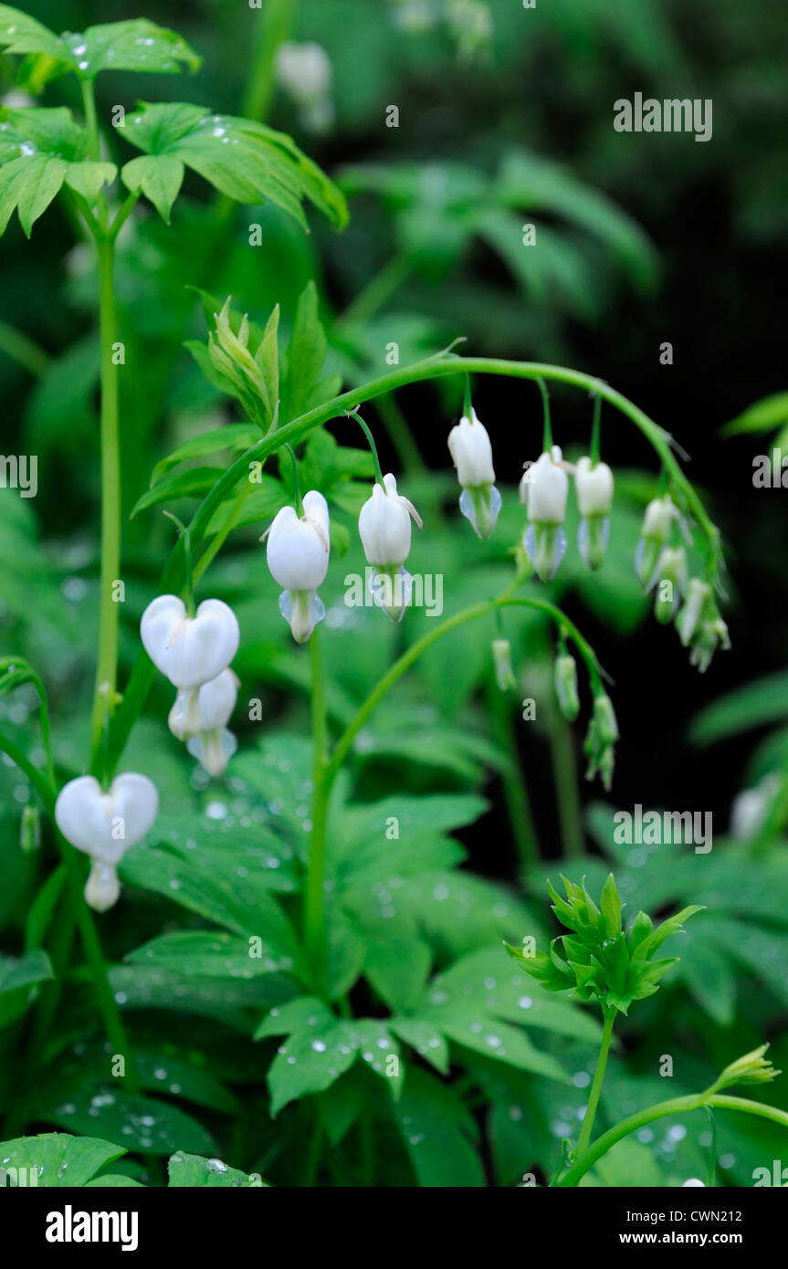 lamprocapnos white bleeding heart Dicentra spectabilis Alba Spring flowering shade woodland heart shape shaped flowers flower Stock Photo