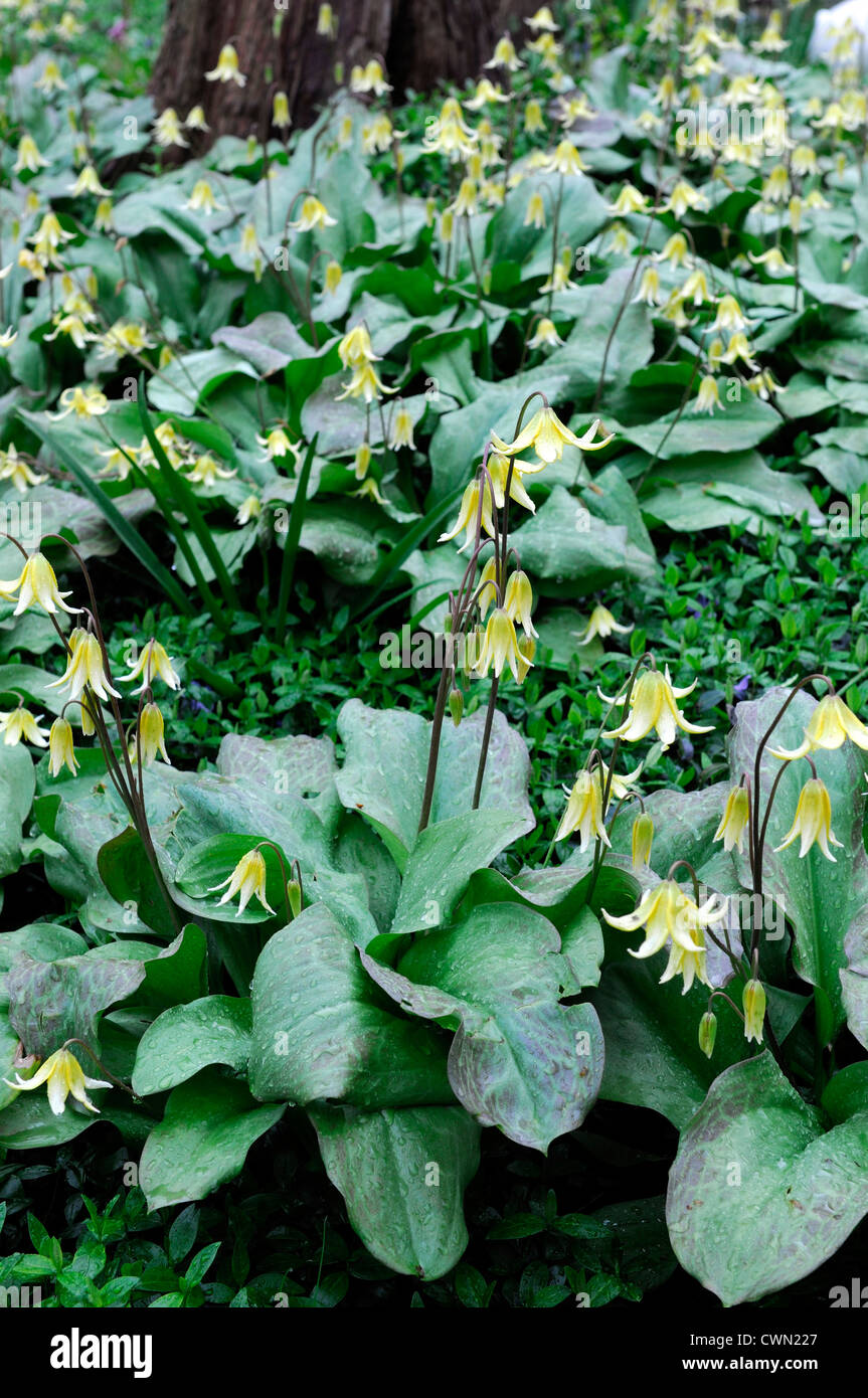 erythronium pagoda yellow flower woodland shade Avalanche Lily Fawn Lily Glacier Lily Trout Lily flower spring bloom blossom Stock Photo