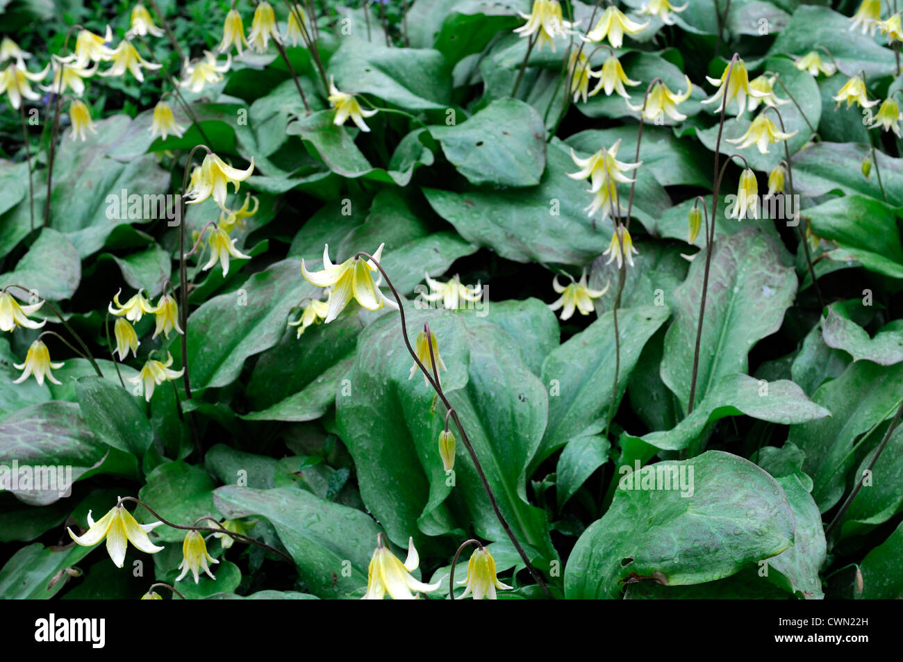 erythronium pagoda yellow flower woodland shade Avalanche Lily Fawn Lily Glacier Lily Trout Lily flower spring bloom blossom Stock Photo