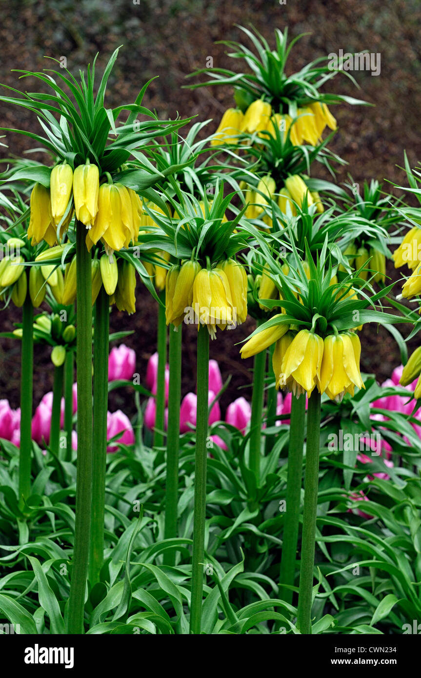 fritillaria imperialis lutea yellow colours colors flowers flowering blooms crown imperial bulbs april spring Stock Photo
