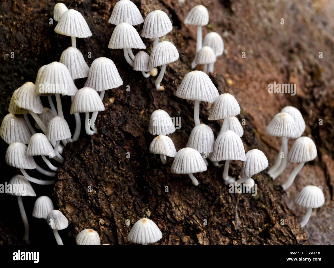 Still life Bouquet of mushrooms with mushrooms on wooden sticks and white  balls Stock Photo - Alamy