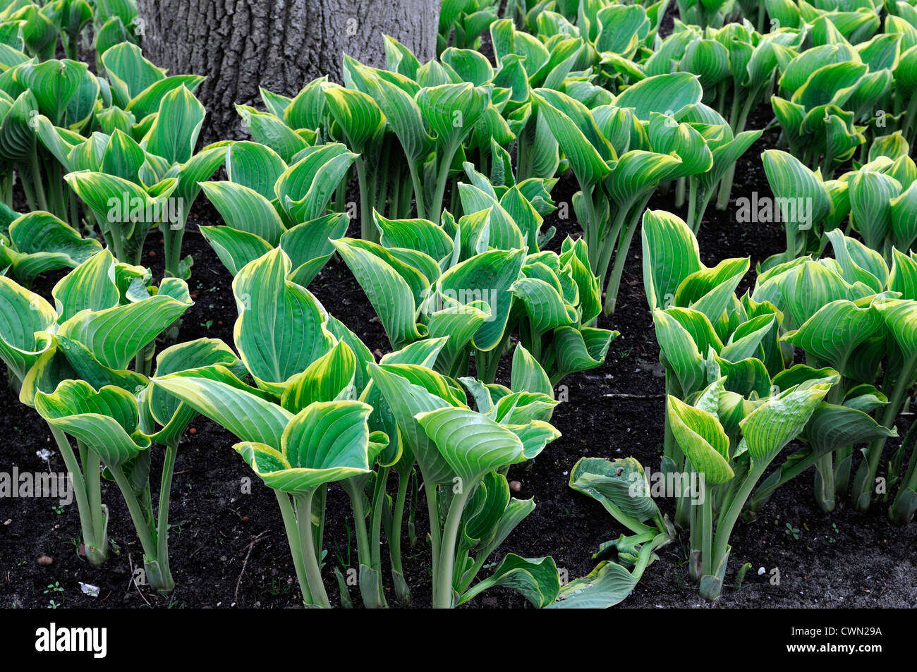 hosta sagae variegated leaves green lime colour color underneath tree