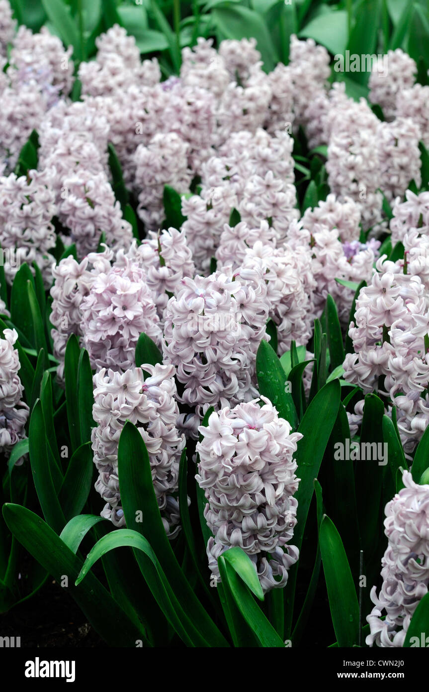 hyacinth hyacinthus orientalis top hit pink pastel flower flowers blooms  blossoms bed beds border borders spring bulb display Stock Photo - Alamy