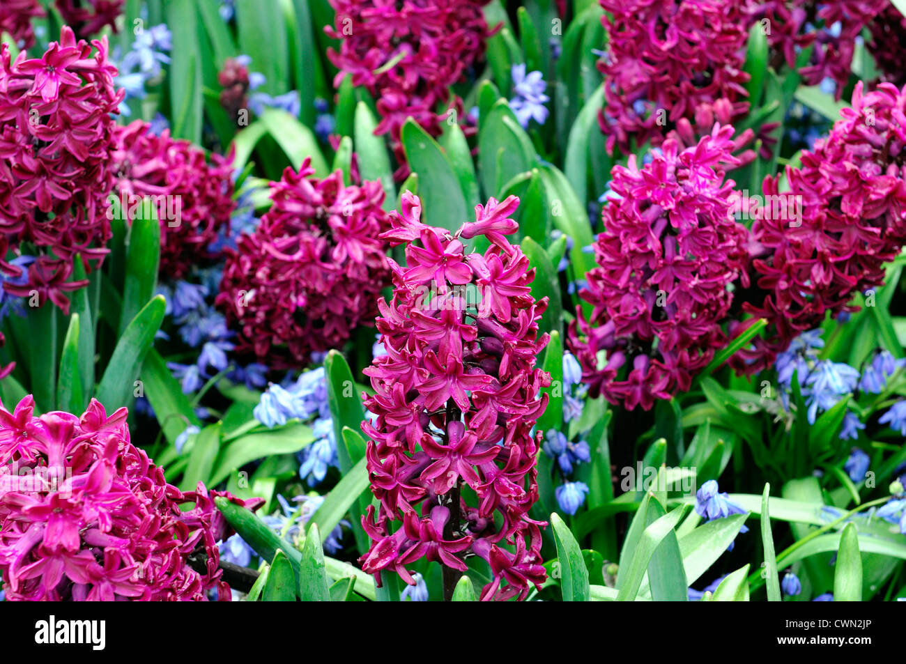 hyacinth hyacinthus orientalis woodstock scilla siberica spring flowers mix mixed bed border planting scheme combination combo Stock Photo