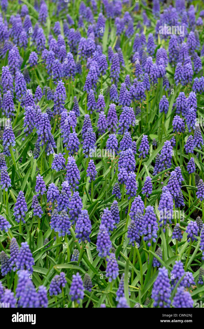 Muscari armeniacum blue pearl grape hyacinth flowers bed spring bulb
