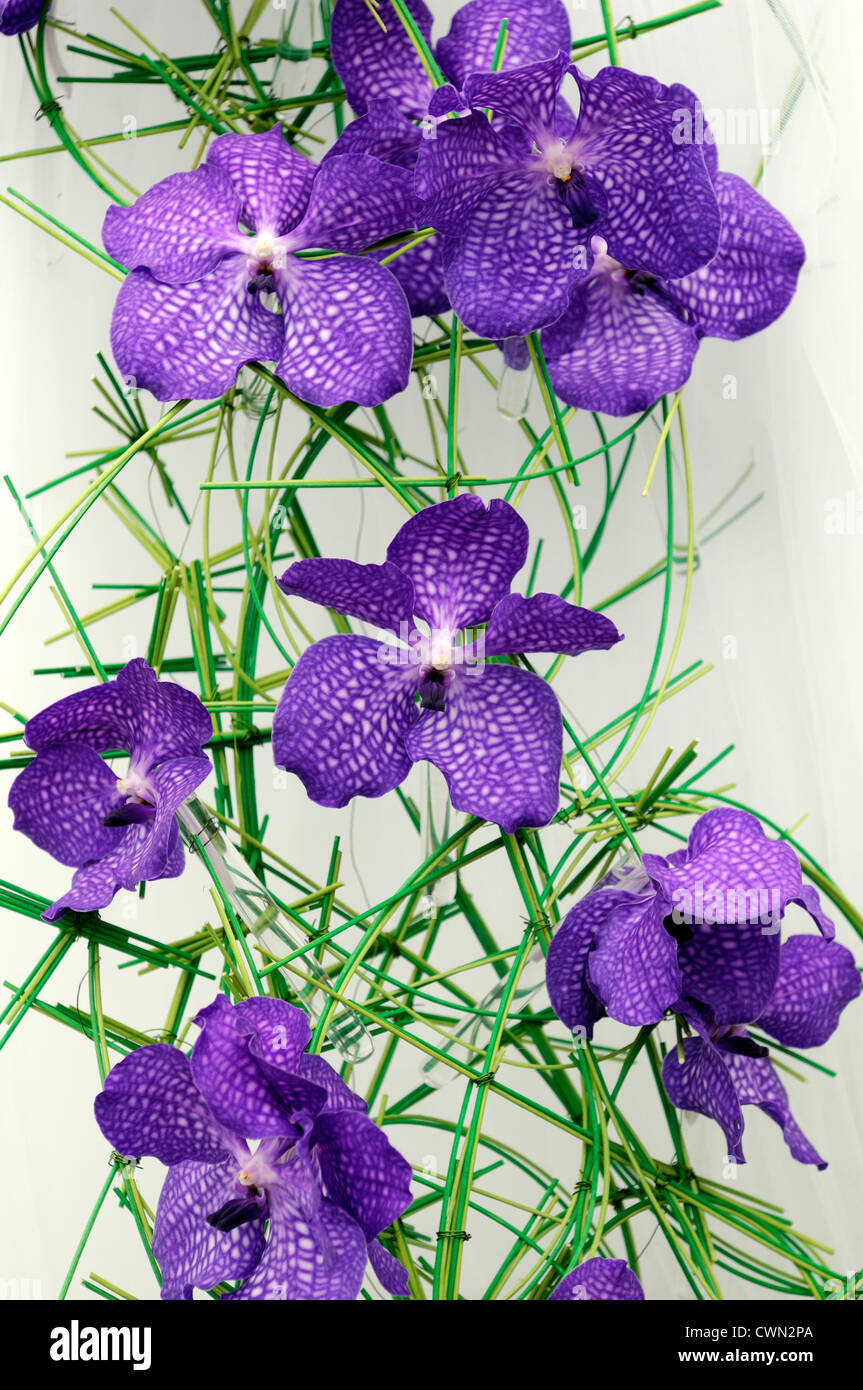 miltonopsis orchids purple white markings flowers floral miltonia