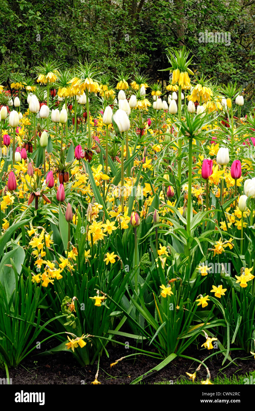 Mixed dwarf daffodils hires stock photography and images Alamy