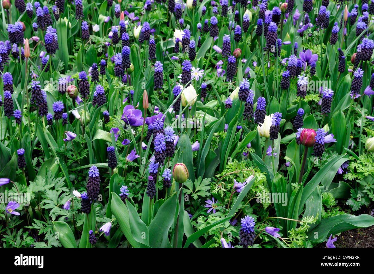 Mixed bed border spring blooming bulbs blue pink white colour combo combination mix mixed planting display scheme Stock Photo