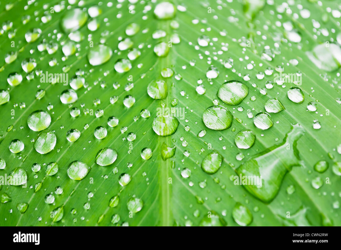 Close-up of water droplets on green leaf Stock Photo - Alamy