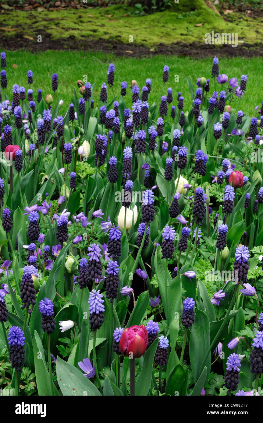 Mixed bed border spring blooming bulbs blue pink white colour combo combination mix mixed planting display scheme Stock Photo