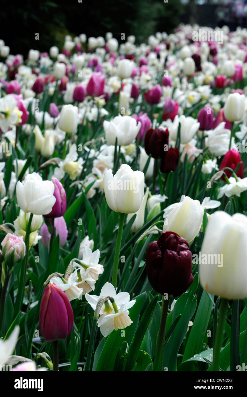 Mixed bed border spring blooming bulbs yellow blue pink purple colour combo combination mix mixed planting display scheme Stock Photo
