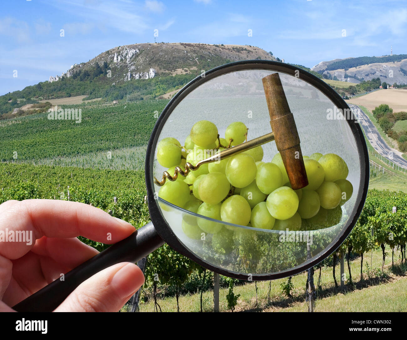Ceske zemedelstvi - vinohrady na Morave - sklizen vina Stock Photo
