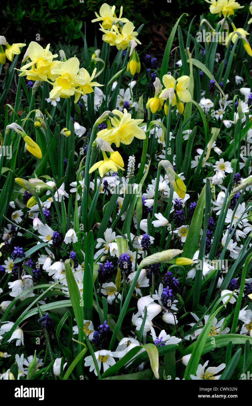 Mixed bed border spring blooming bulbs blue yellow white color colour combo combination mix mixed planting display scheme Stock Photo