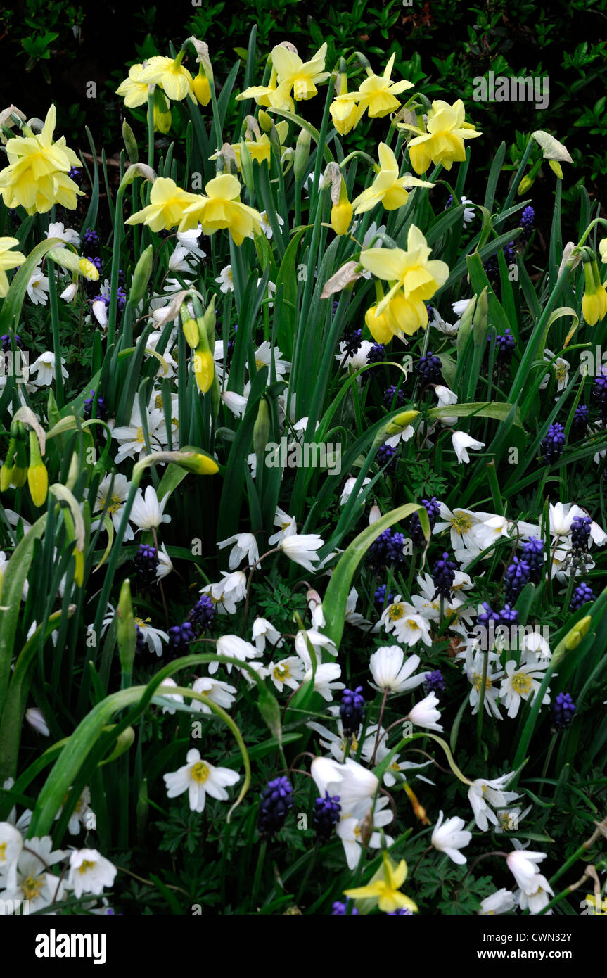 Mixed bed border spring blooming bulbs blue yellow white color colour combo combination mix mixed planting display scheme Stock Photo