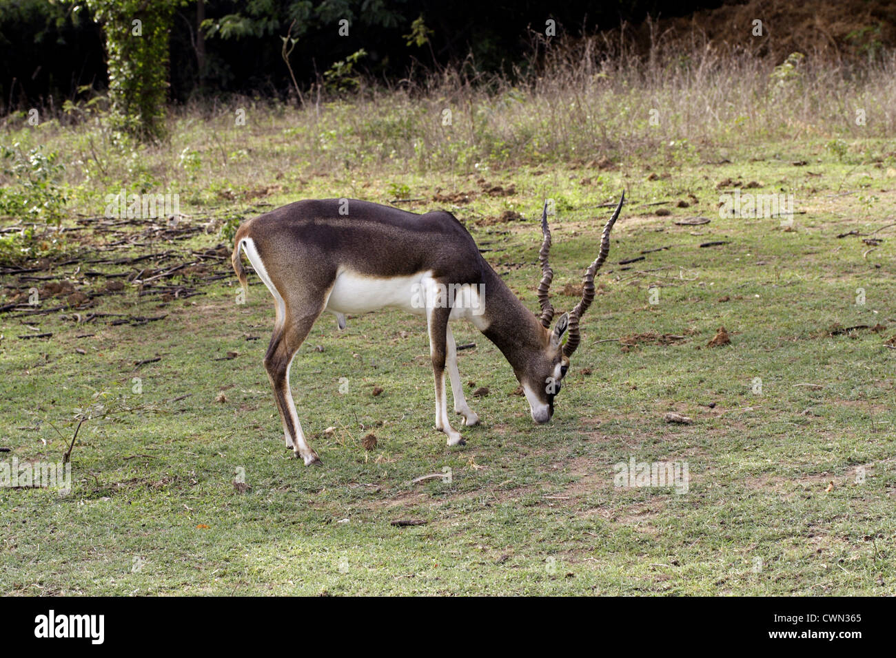 Indian Black Buck Antelope eating grass Stock Photo