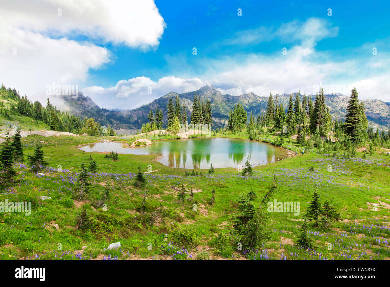 Beautiful wild flowers field with lake in the mountains with trees near ...