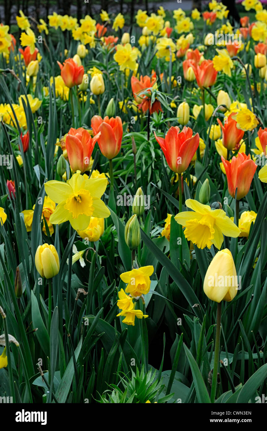 Mixed bed border spring blooming bulbs yellow orange color combo combination mix mixed planting display scheme Stock Photo