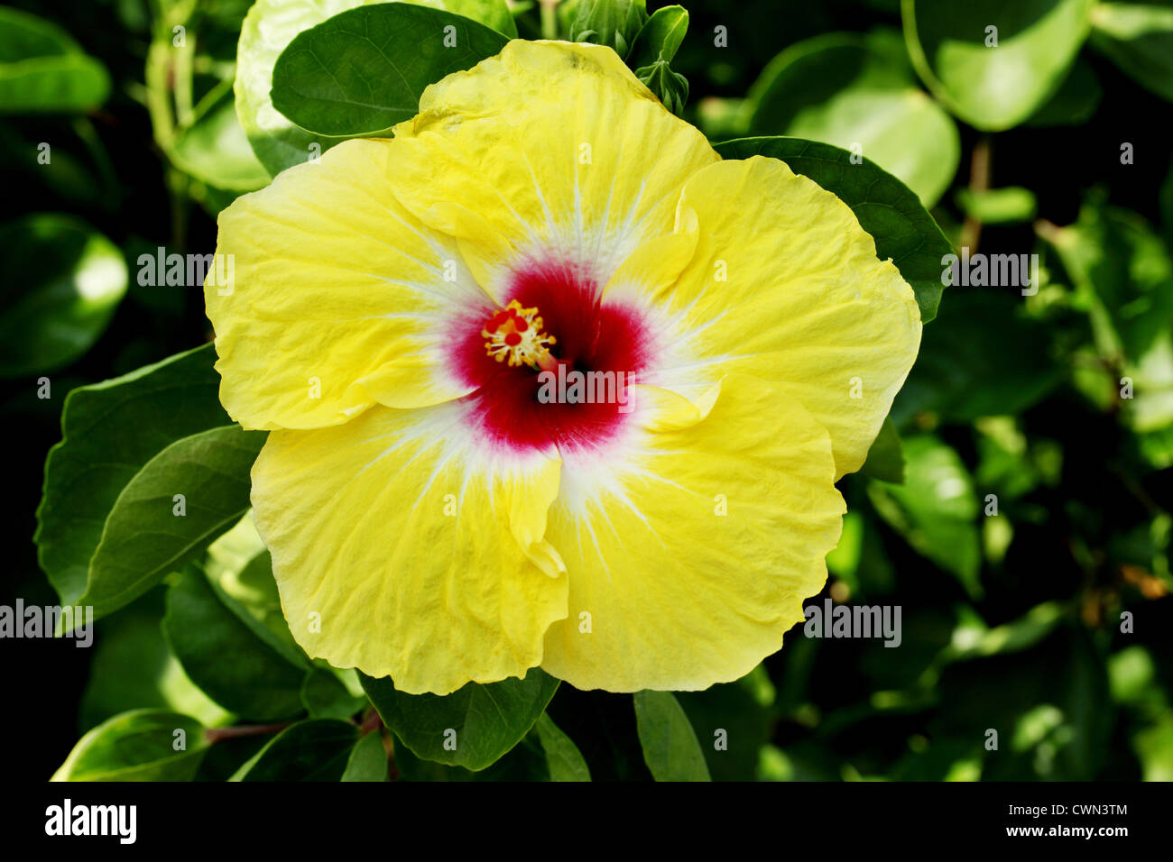 Close up of a beautiful Yellow Hibiscus flower Stock Photo