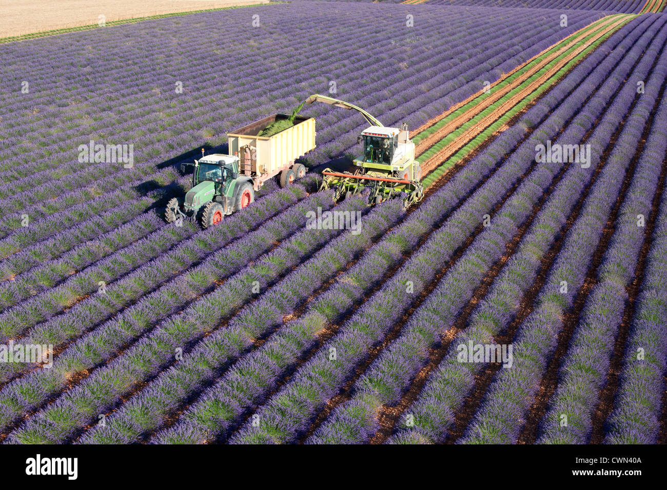 AERIAL VIEW. Lavender harvest in July. Puimoisson, Valensole Plateau, Provence, France. Stock Photo