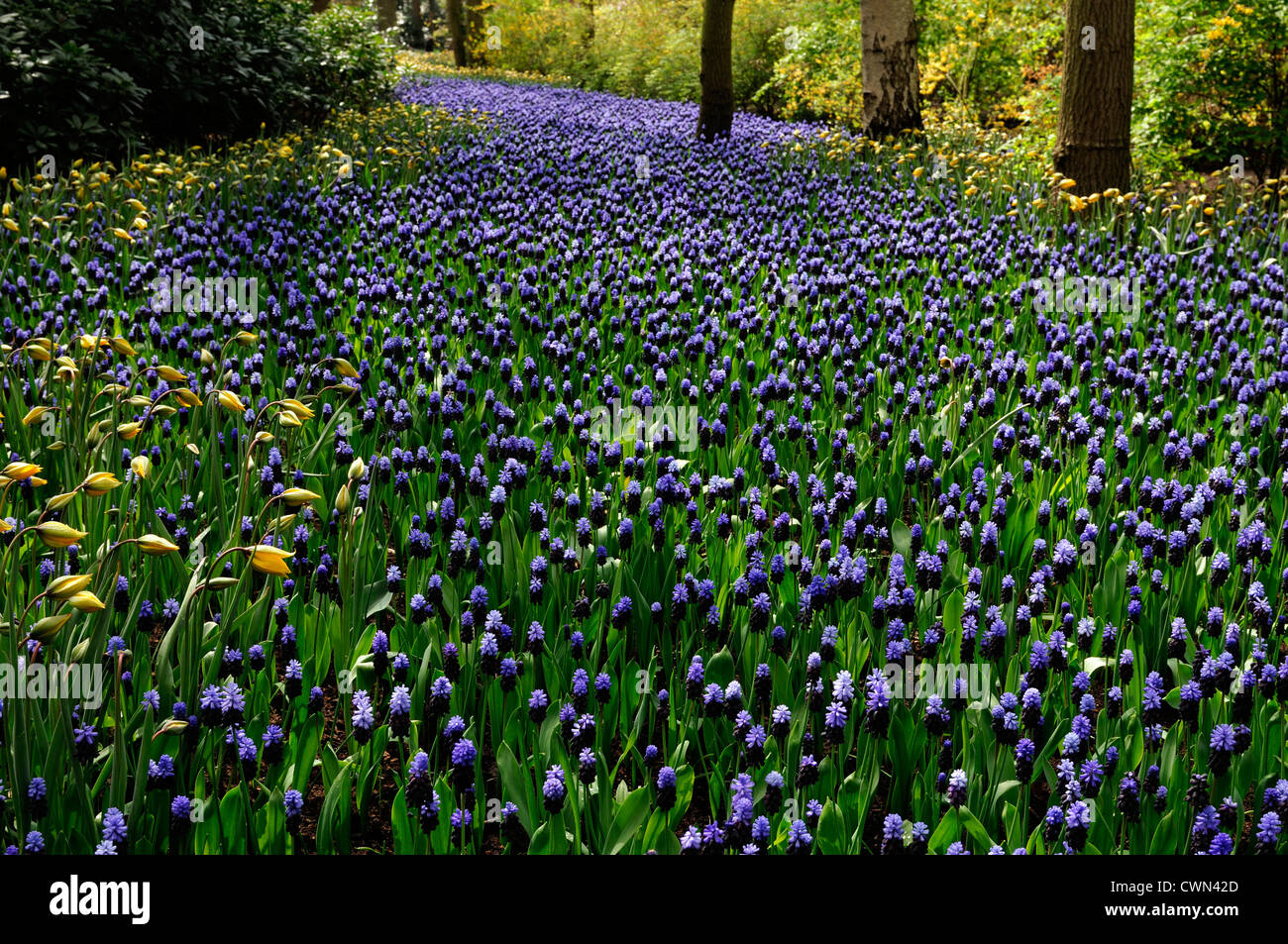 Muscari latifolium blue flowers tulipa sylvestris river effect bed spring bulb flowering bloom blossom bed display drift scheme Stock Photo