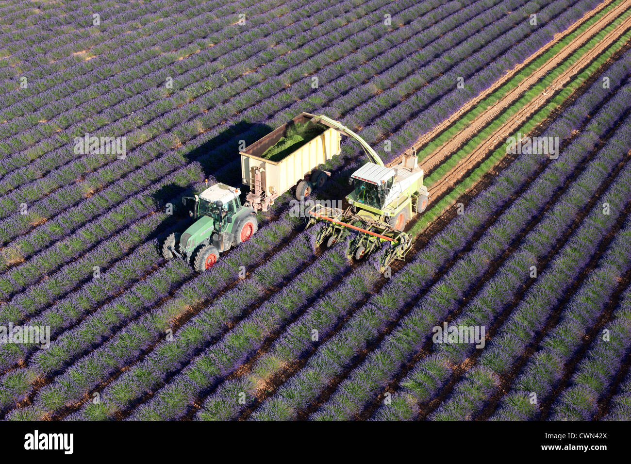 AERIAL VIEW. Lavender harvest in July. Puimoisson, Valensole Plateau, Provence, France. Stock Photo