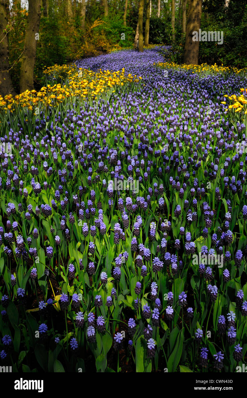 Muscari latifolium Tulipa sylvestris flowers river colour color keukenhof gardens lisse spring bloom blooming design landscape Stock Photo