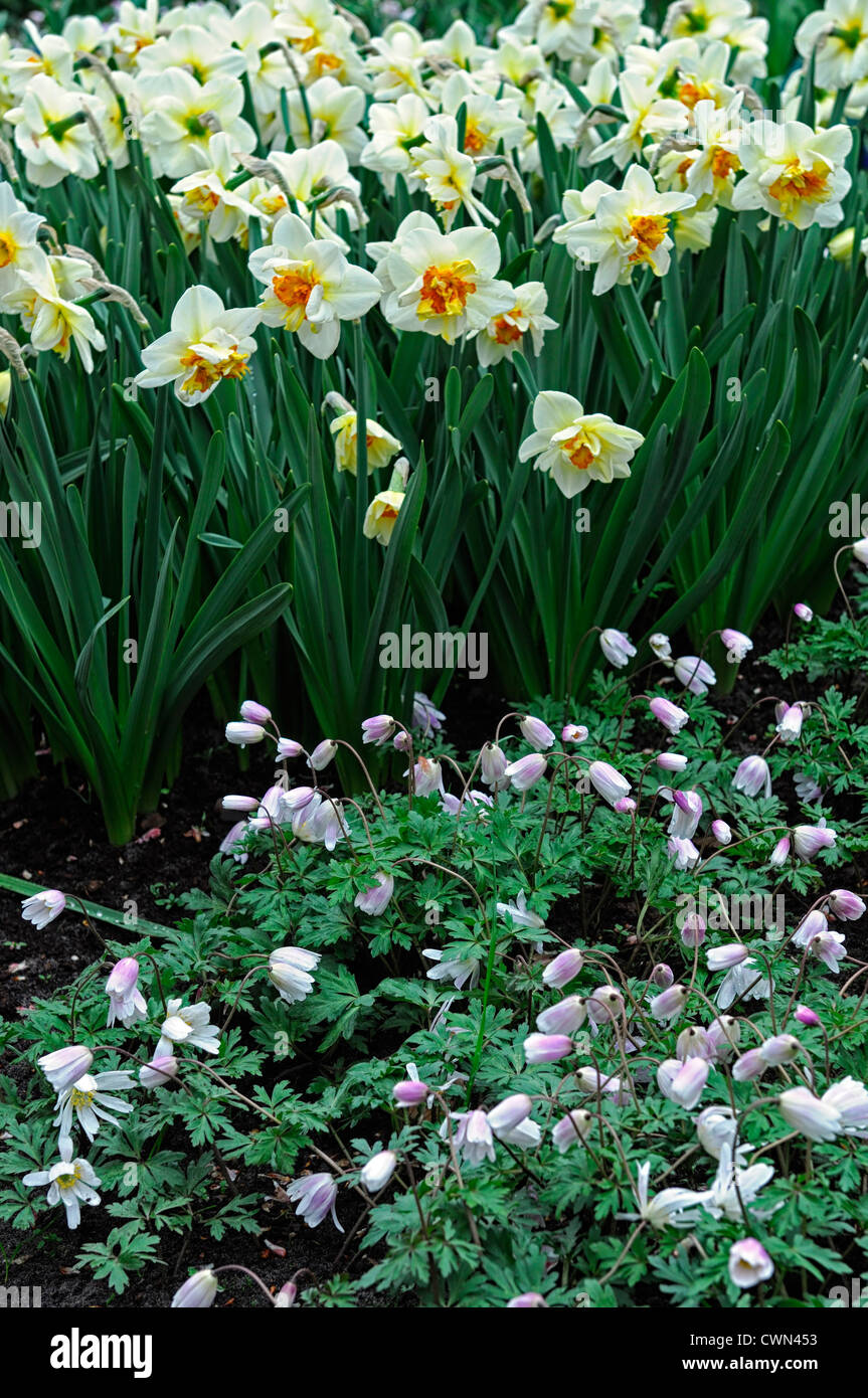 Narcissus flowerdrift anemone blanda yellow white mix mixed planting scheme combination bulb spring display daffodil Stock Photo