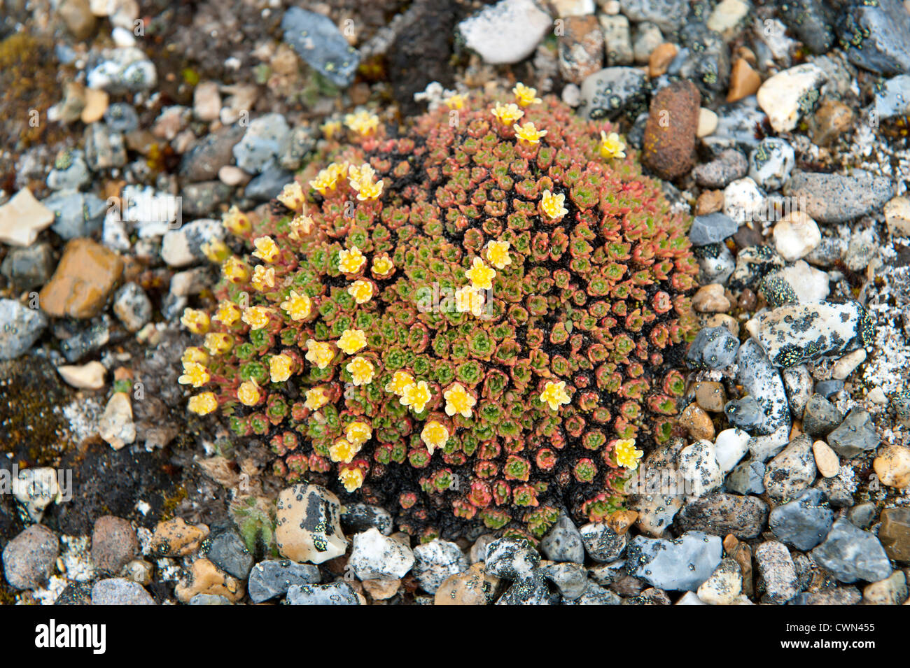Tundra flowers, Torrellneset, Spitsbergen, Svalbard, Arctic Stock Photo