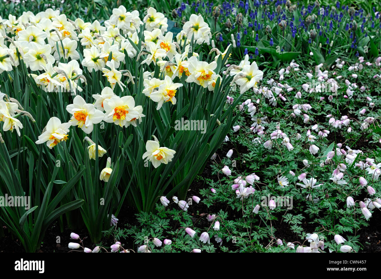 Narcissus flowerdrift anemone blanda yellow white mix mixed planting scheme combination bulb spring display daffodil Stock Photo