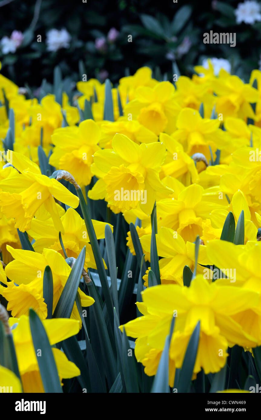 Narcissus sint victor trumpet yellow daffodil flowers drift bed spring bulb flowering bloom blossom Stock Photo