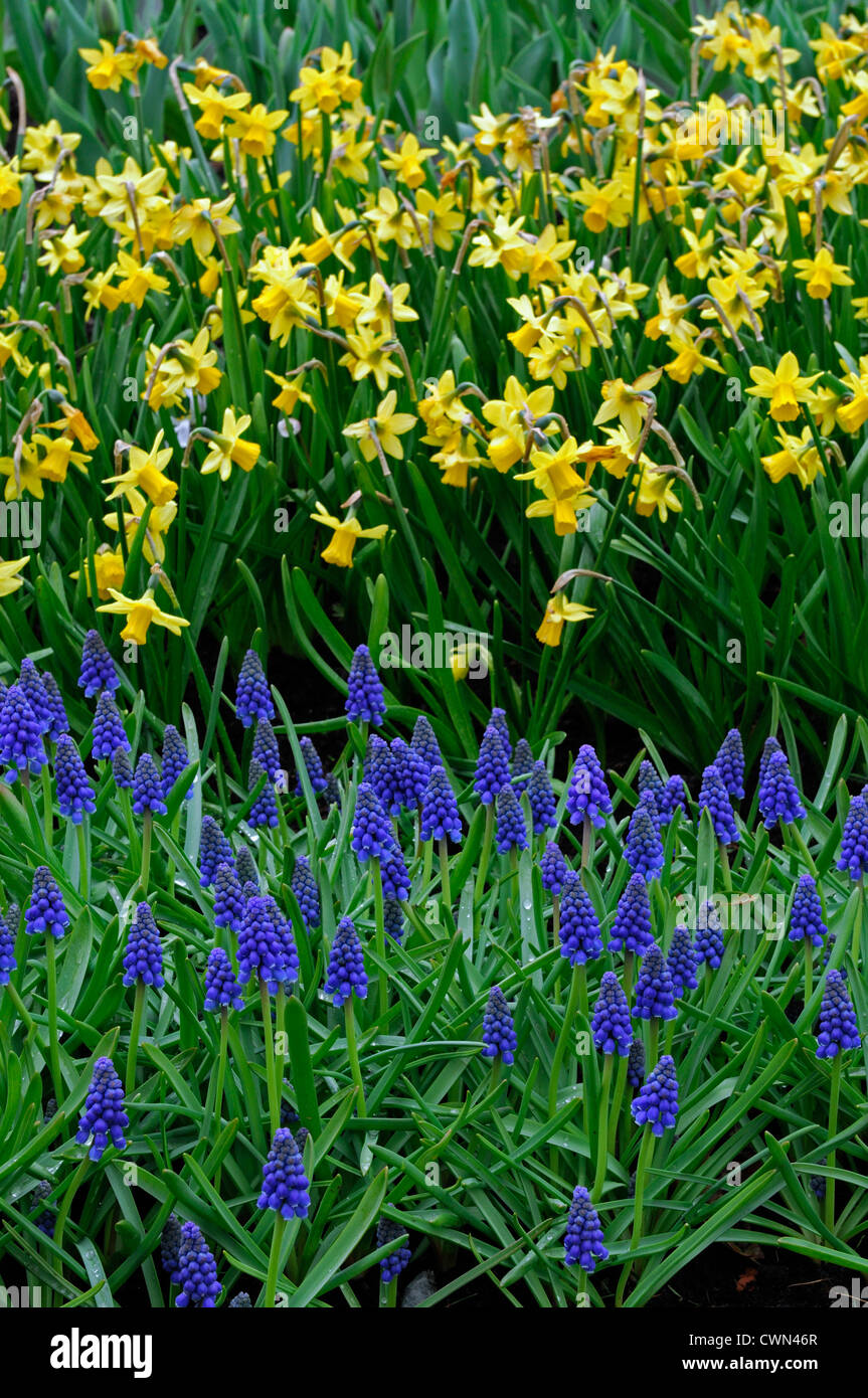 Minnow Daffodil Narcissus, Tulip World