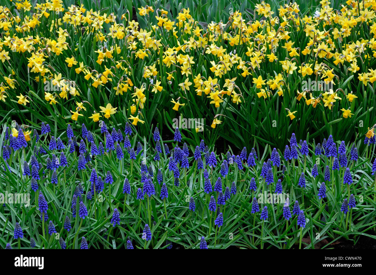Narcissus tete a tete yellow dwarf daffodil blue muscari armeniacum mix  mixed planting scheme combination bulbs spring display Stock Photo - Alamy