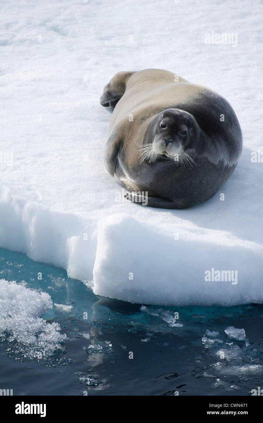 Bearded seal, Erignathus barbatus, lying on sea ice, Spitsbergen, Svalbard, Arctic Stock Photo