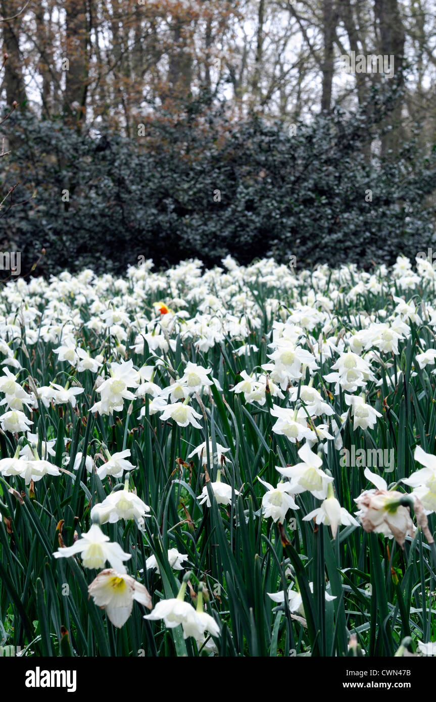 Narcissus thalia white dwarf triandrus daffodil flowers drift bed ...
