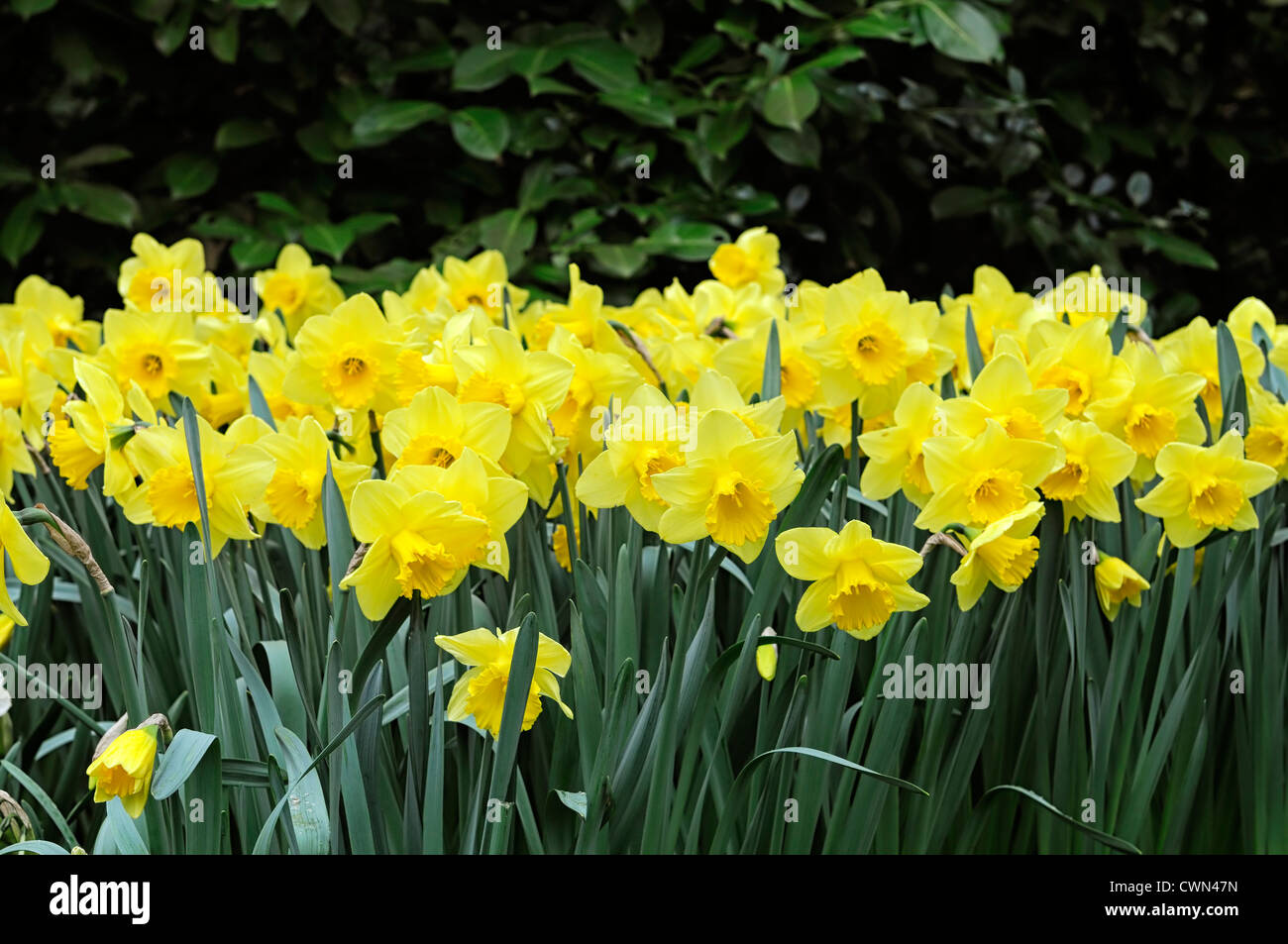 Narcissus agathon daffodil large cup cupped flowers drift bed spring bulb flowering bloom blossom yellow Stock Photo